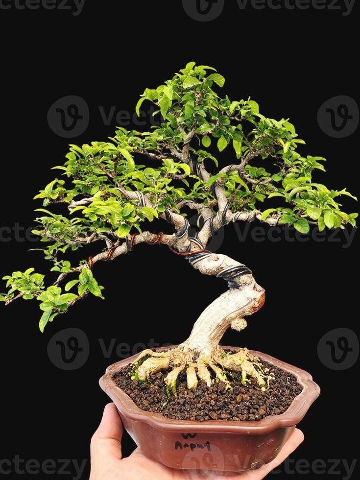 bonsai tree in a decorative pot photo