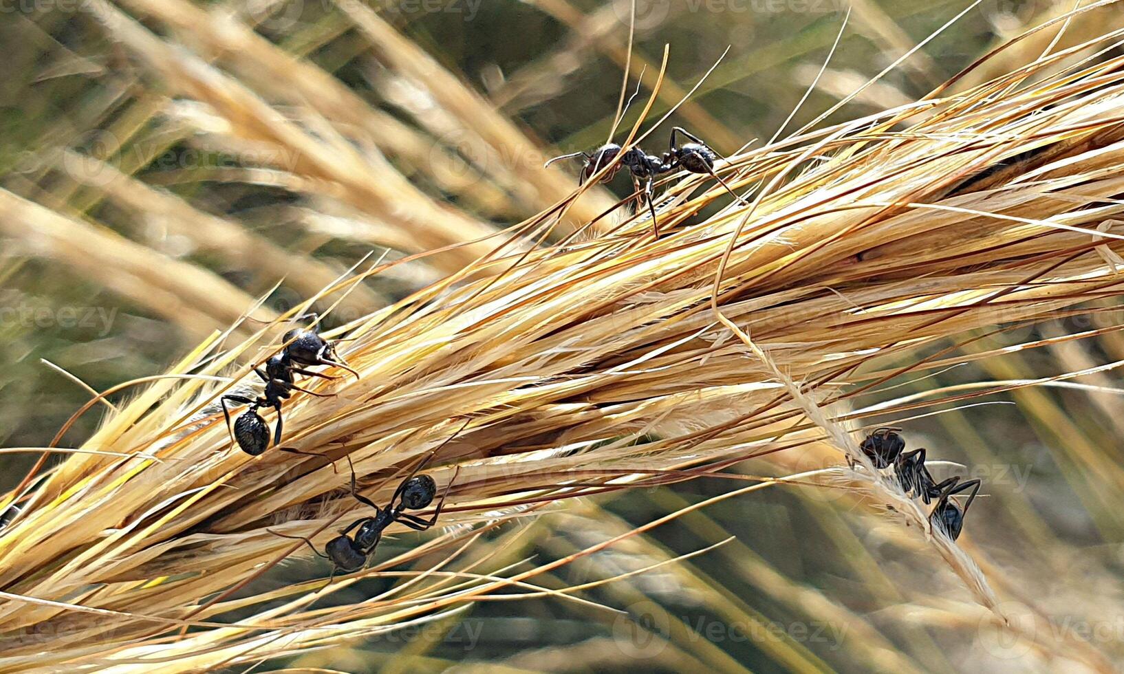 macro ant photo