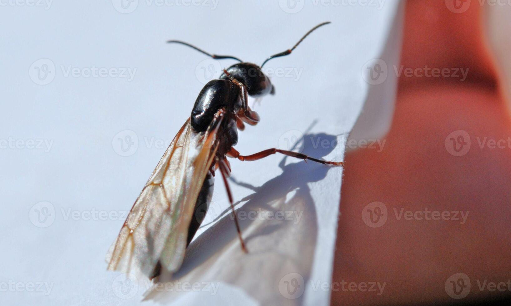 macro ant photo