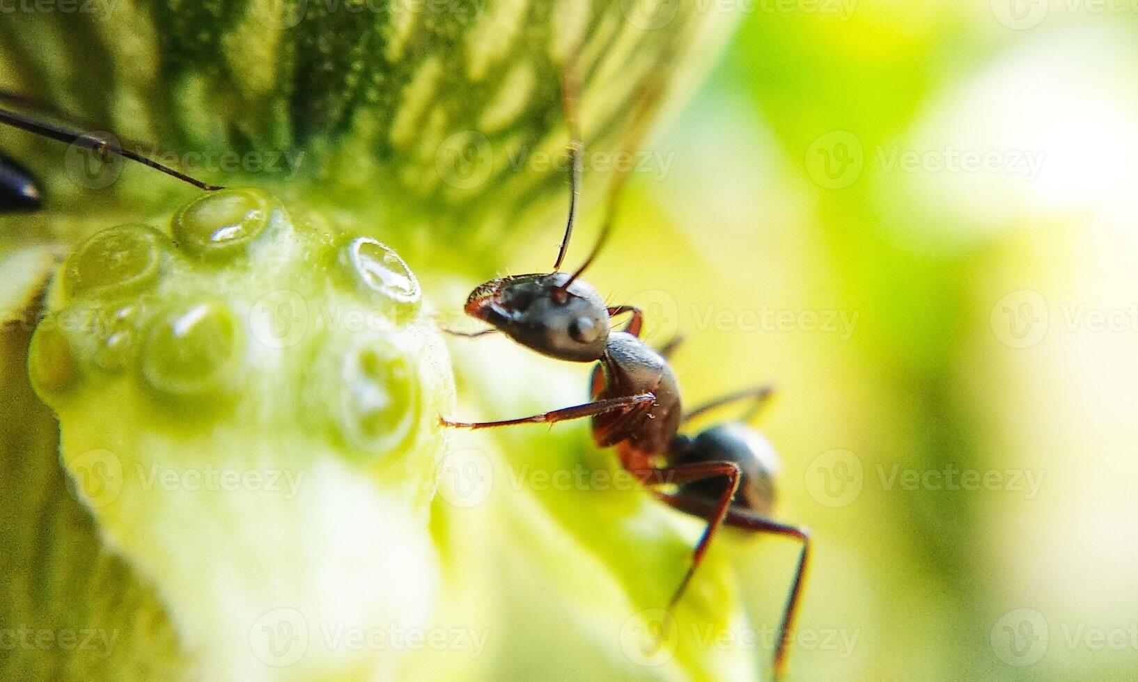 macro ant photo