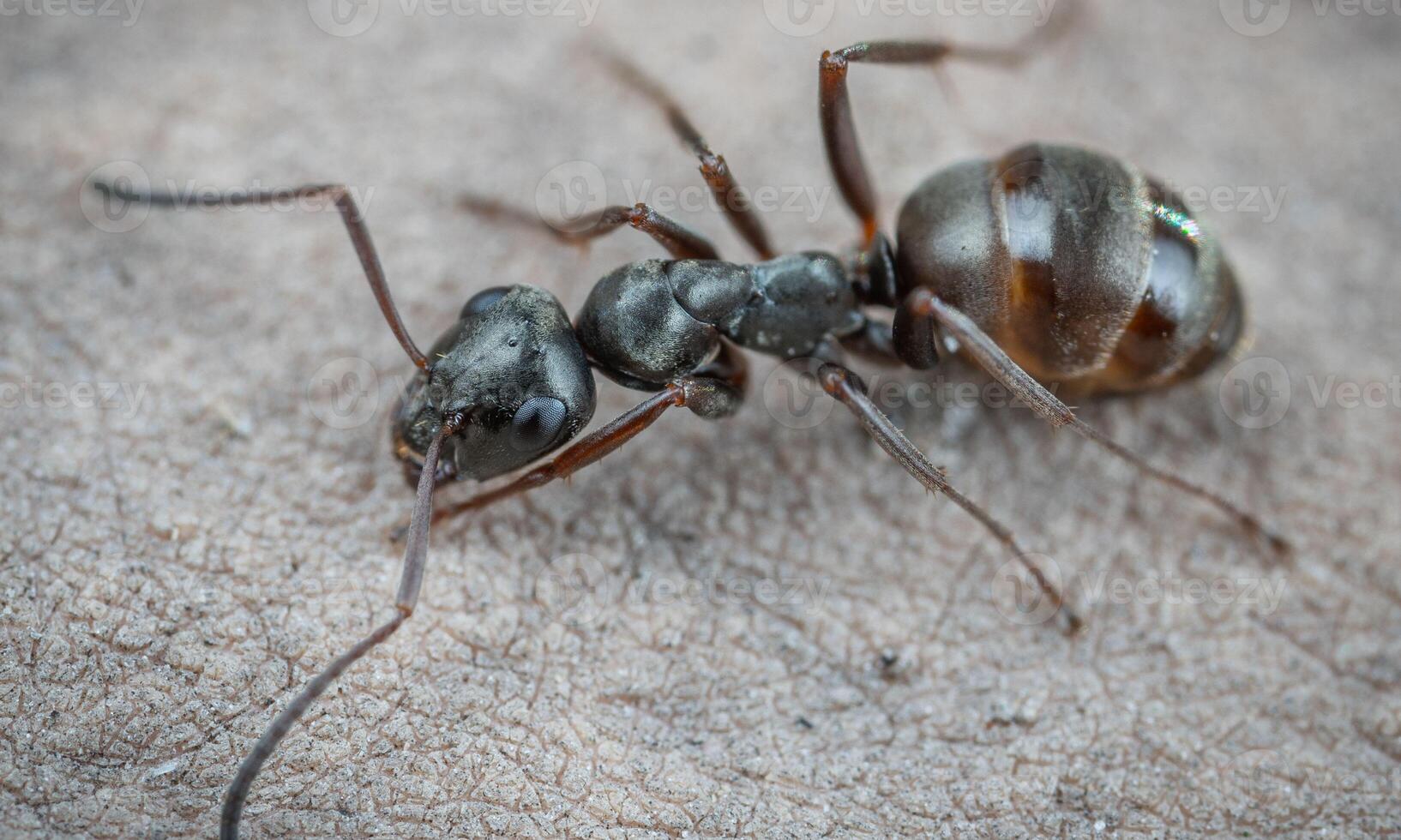 macro ant photo