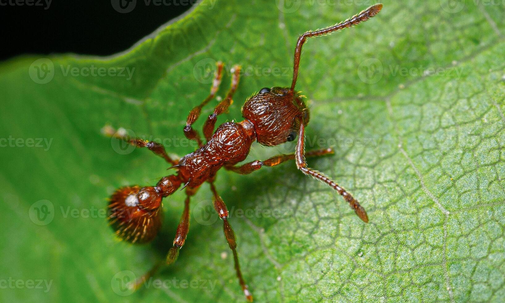macro ant photo