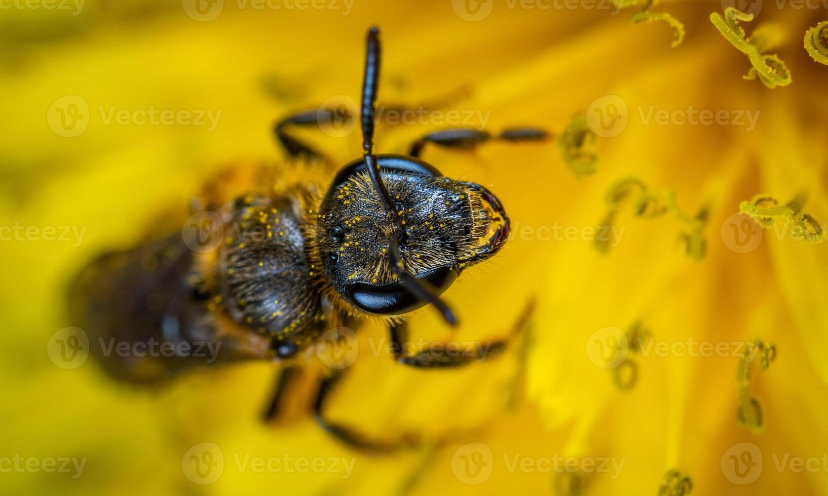 macro ant photo