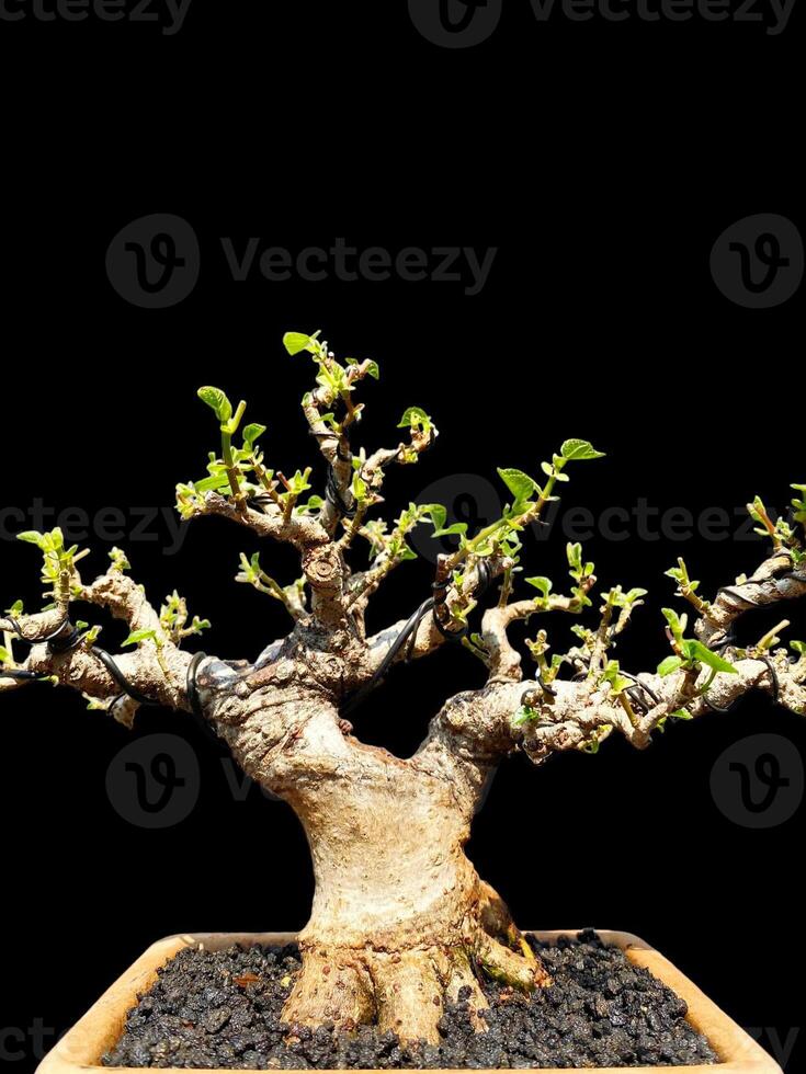bonsai tree in a decorative pot photo
