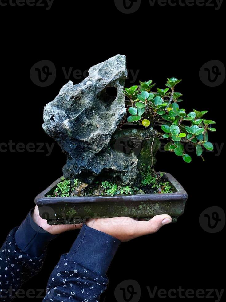 bonsai tree in a decorative pot photo
