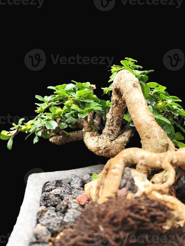 bonsai tree in a decorative pot photo