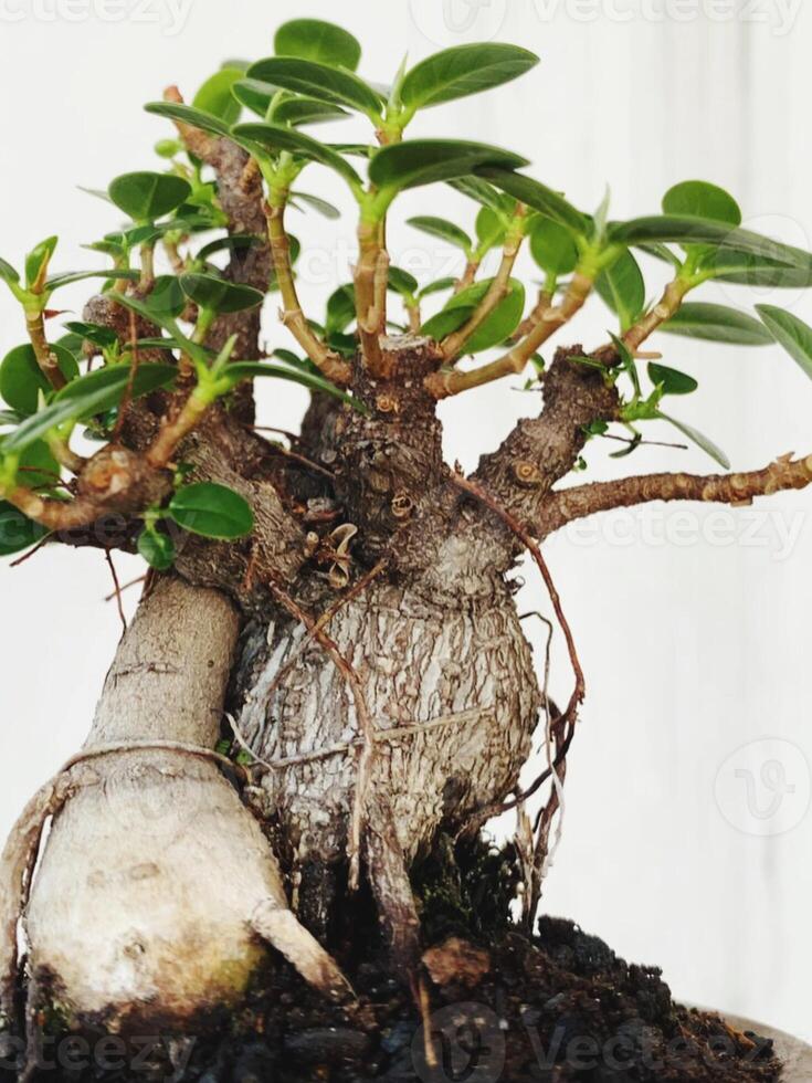 bonsai tree in a decorative pot photo