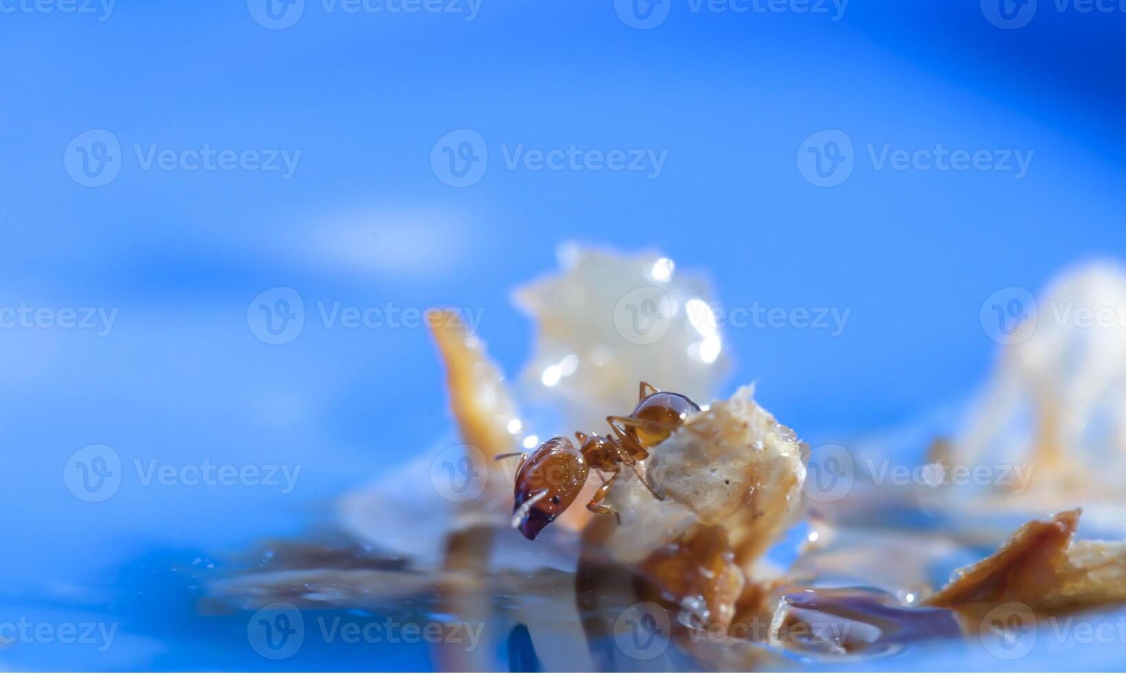 macro ant photo