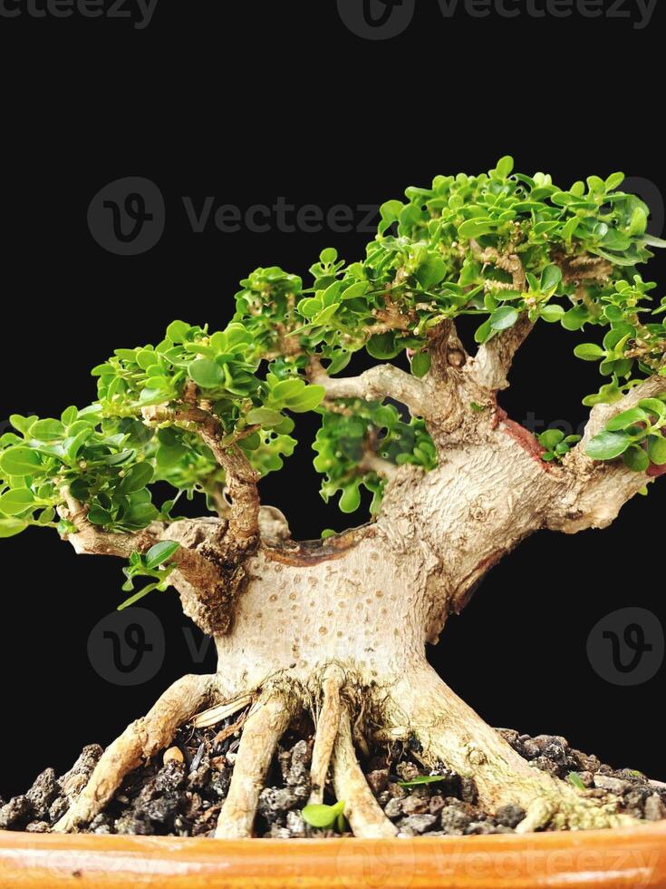 bonsai tree in a decorative pot photo