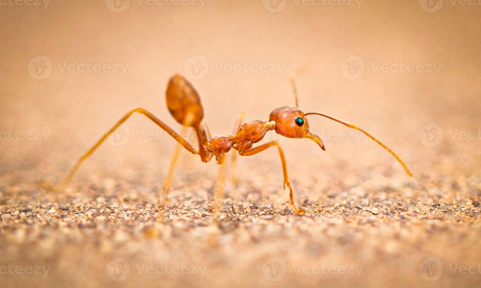 macro ant photo