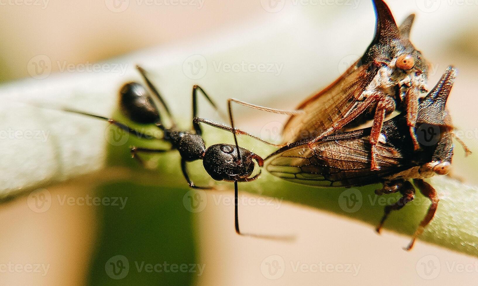 macro ant photo