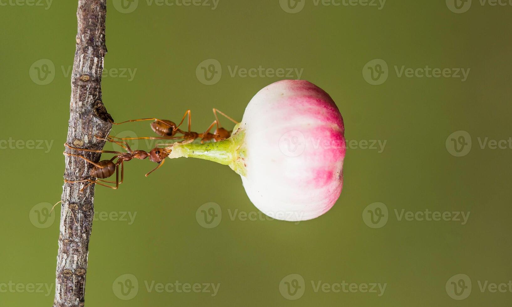 macro ant photo