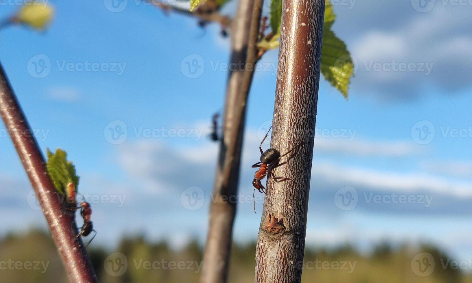 macro ant photo
