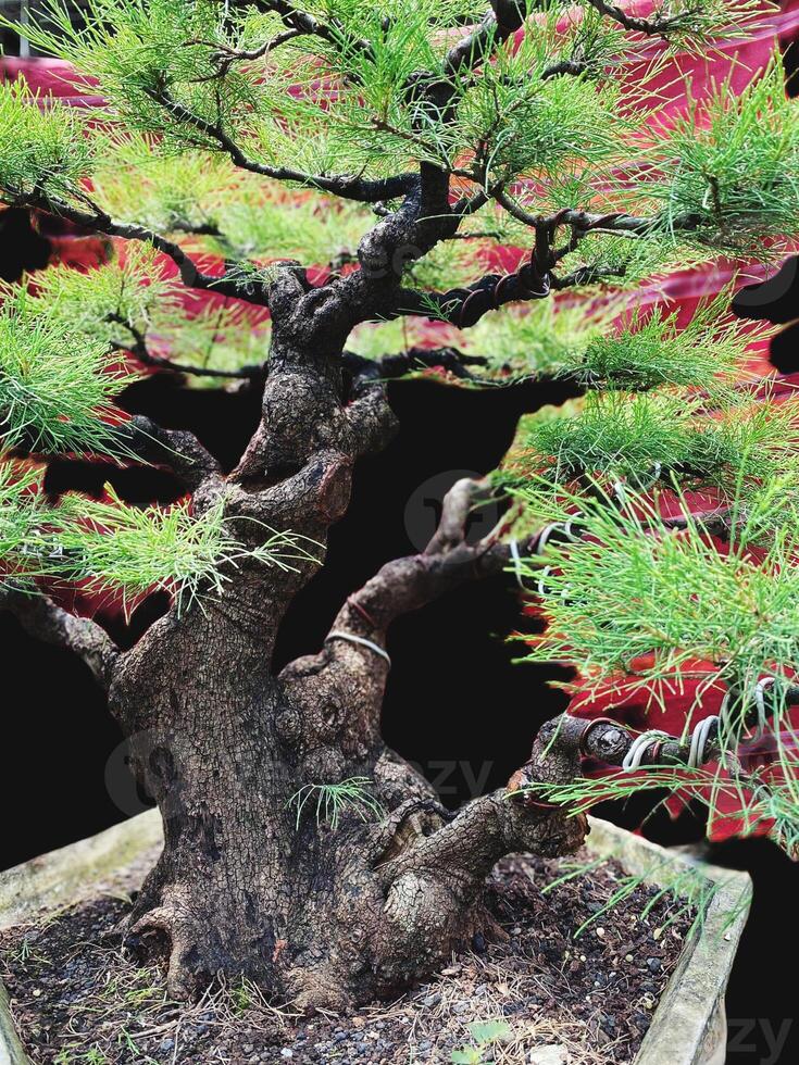 bonsai árbol en un decorativo maceta foto