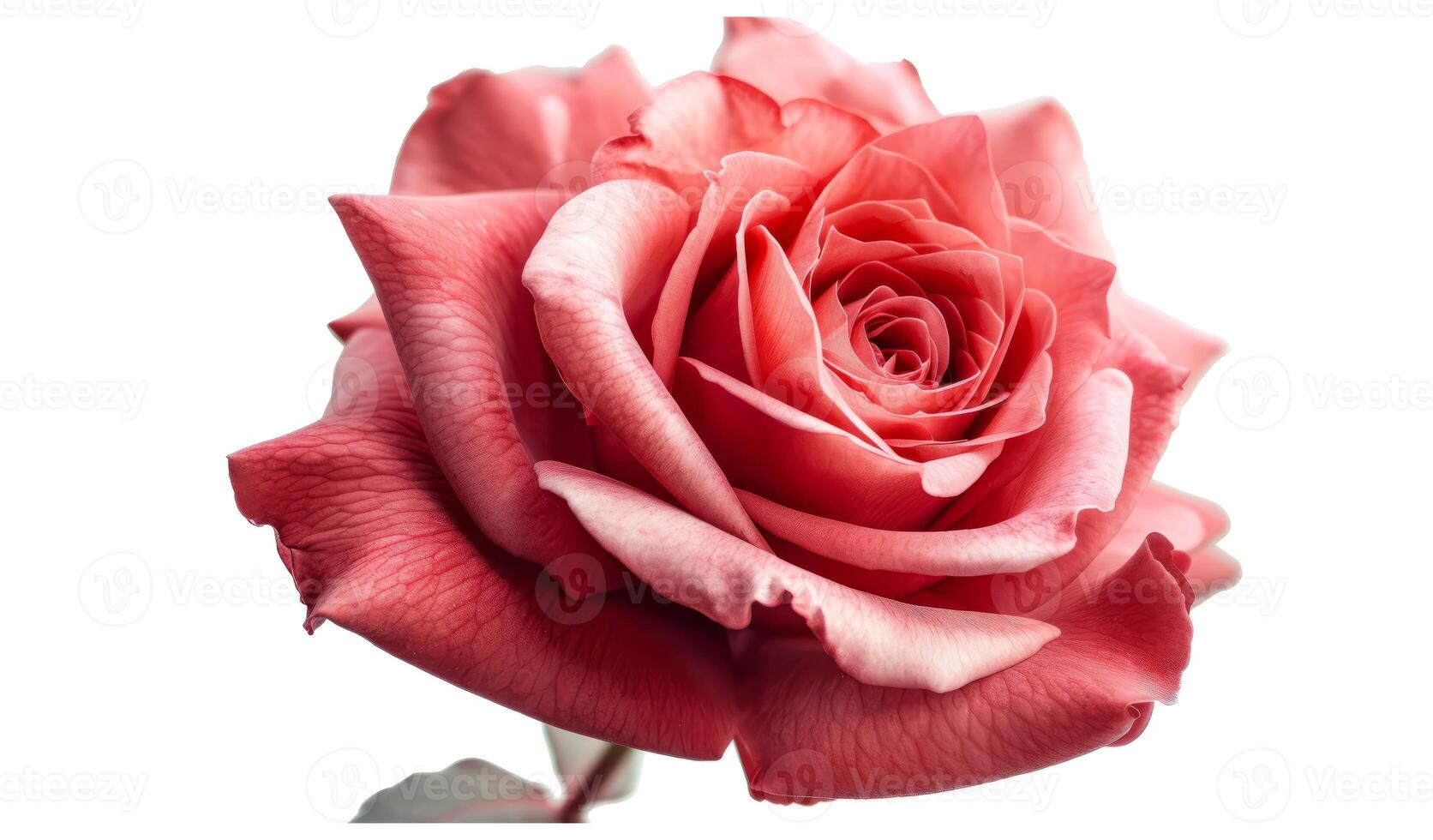 Pink red rose flower. Red bright color photo