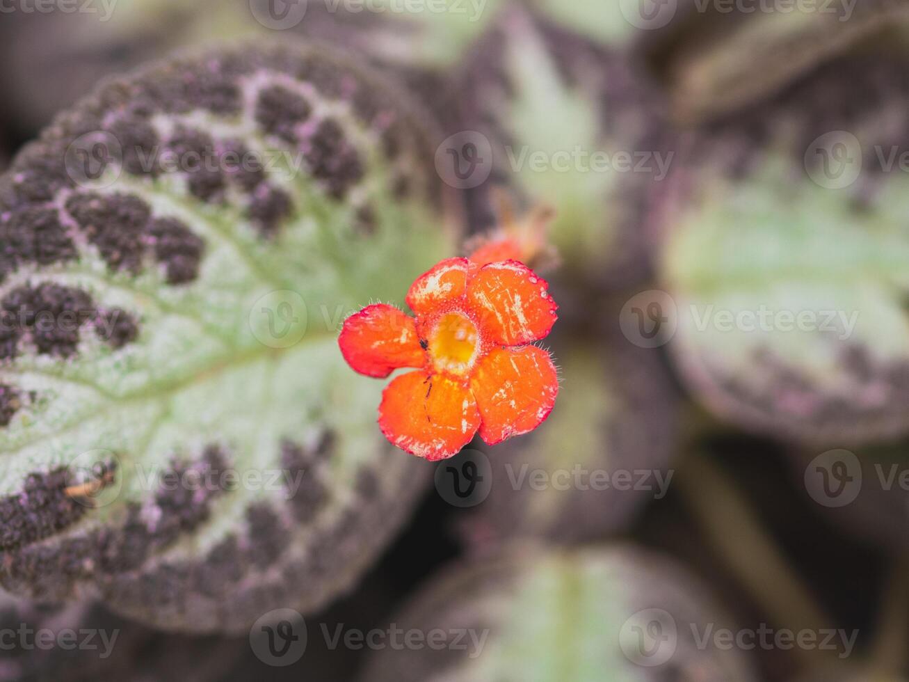 A close-up shot featuring a fig, fruit, and tree surrounded by elements of nature such as flowers, plants, leaves, and frost, showcasing vibrant hues of purple photo