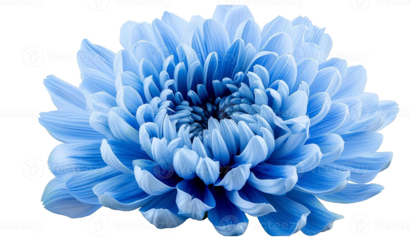 Blue flower with clipping path. Close up photo