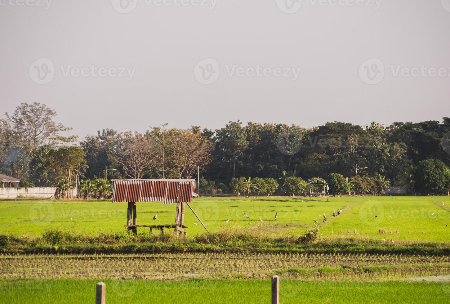 pacífico oveja pasto en el campo a Tailandia foto