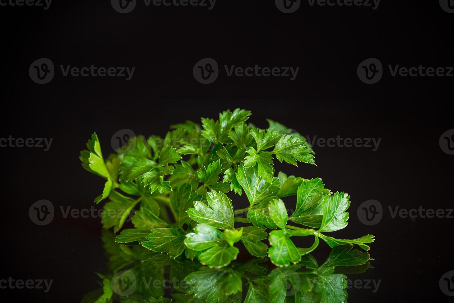 fresh spring green parsley foliage on black background photo