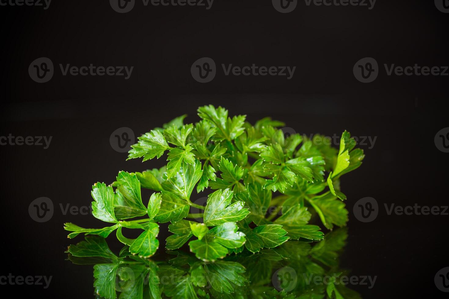fresh spring green parsley foliage on black background photo