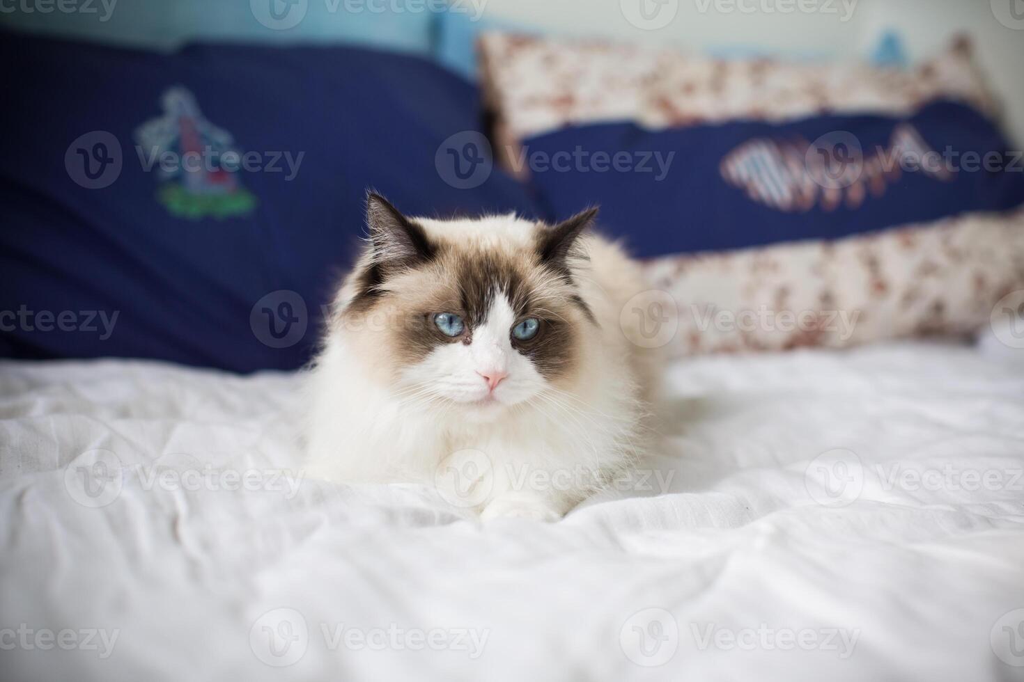 Young beautiful purebred Ragdoll cat at home photo