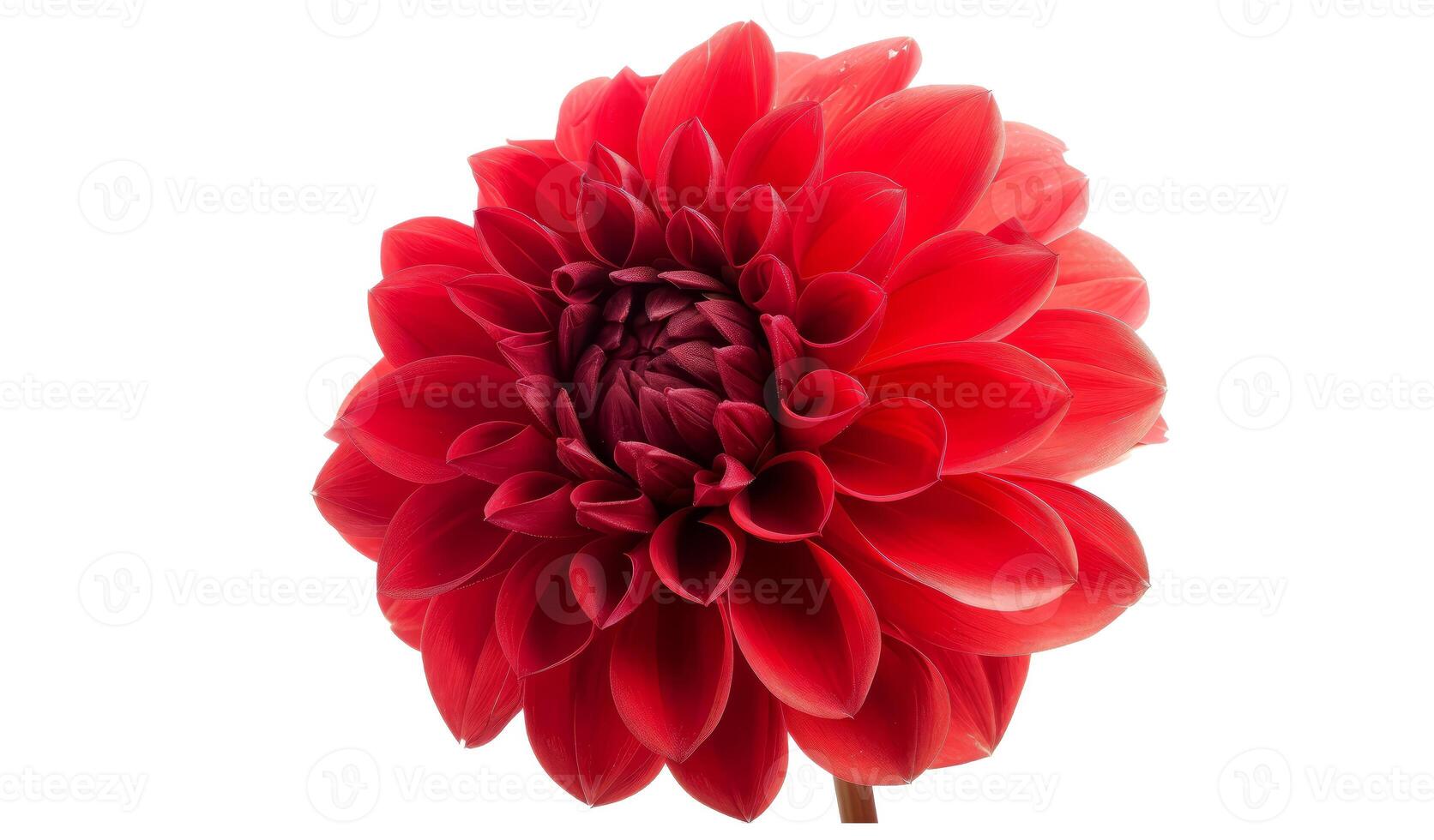 Red flower with clipping path photo