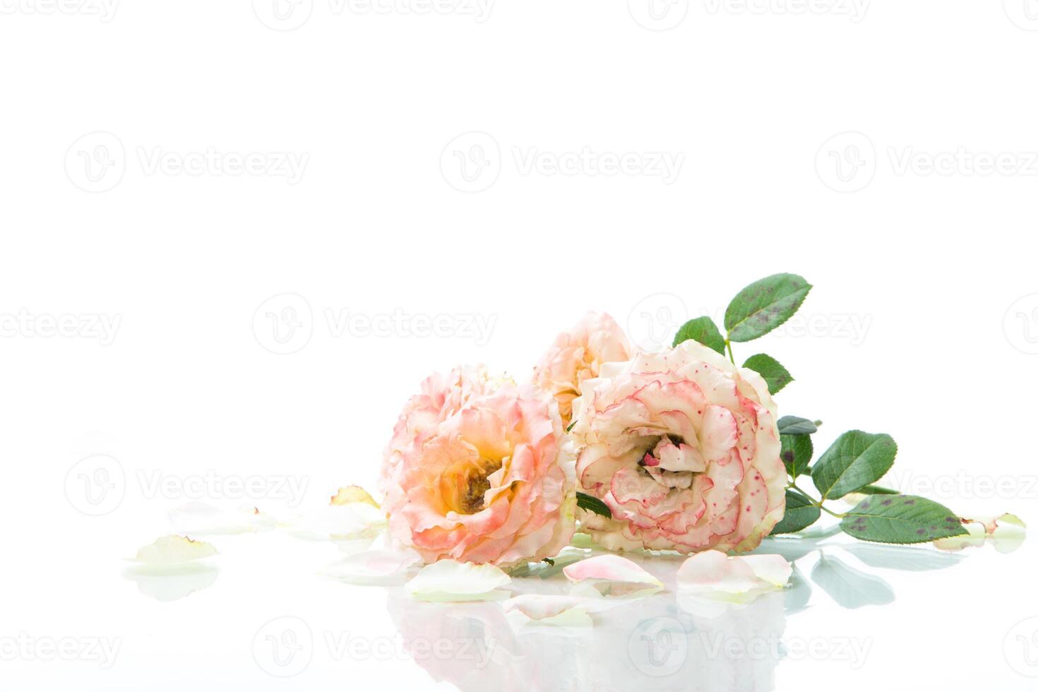 bouquet of beautiful roses isolated on white photo