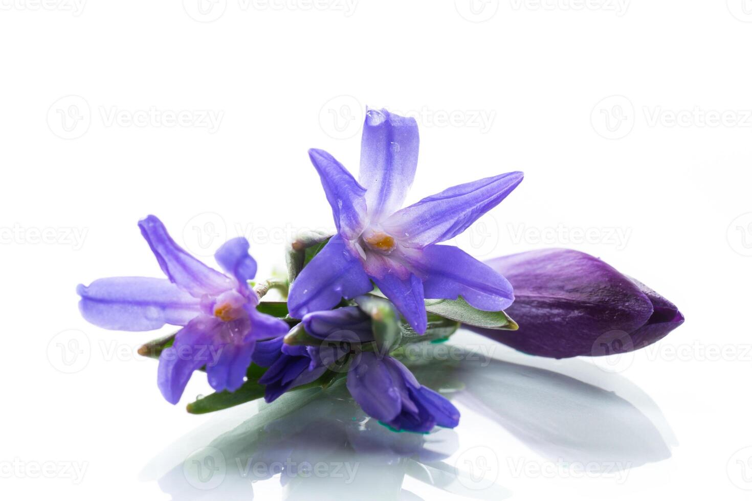 early spring purple flowers crocuses on white background photo