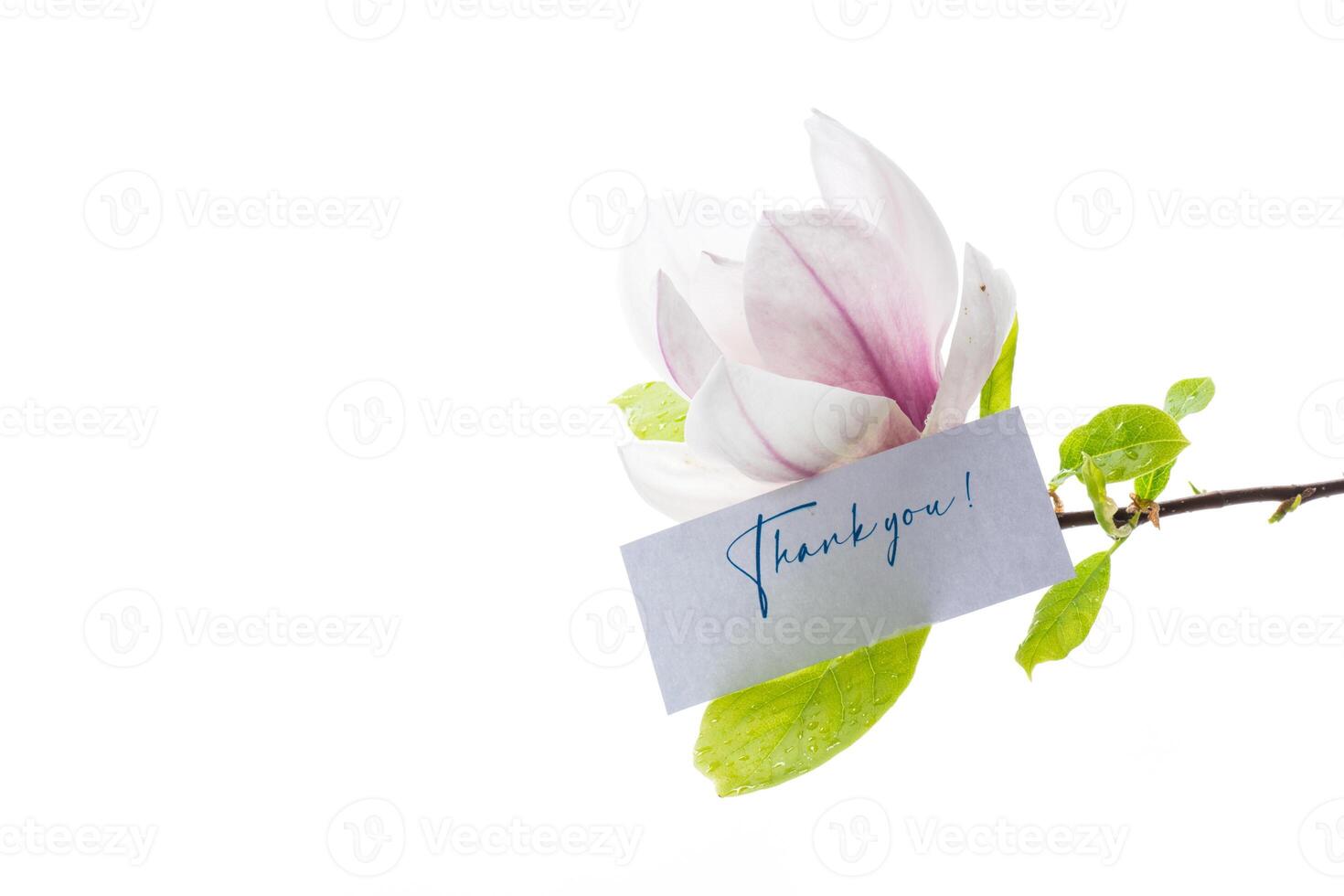 one pink flower on a branch of blooming magnolia close up photo