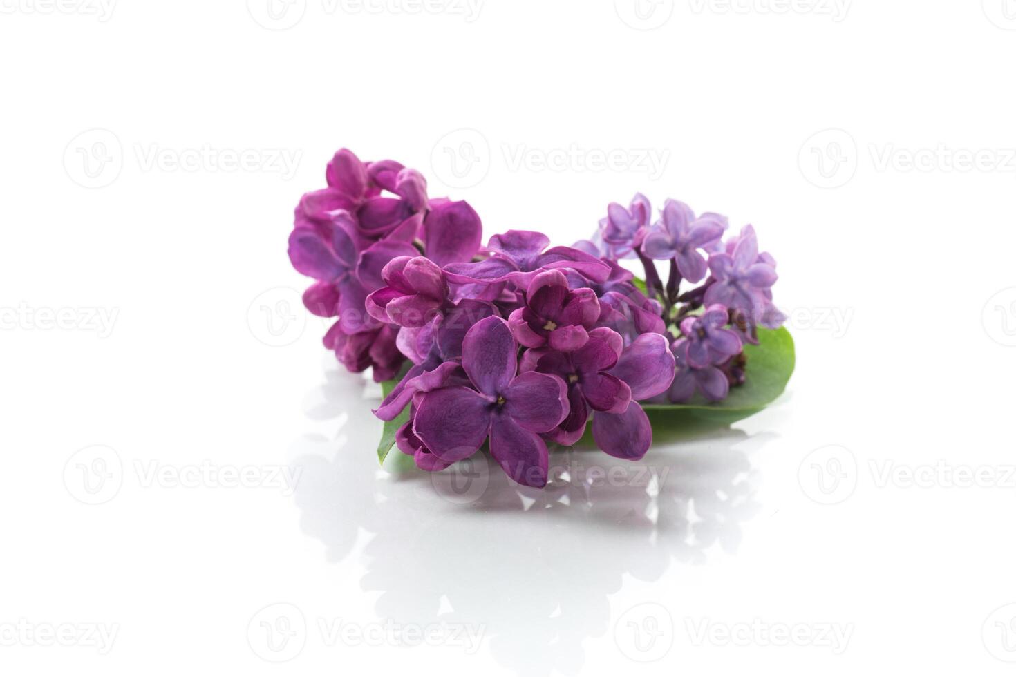 pequeño ramo de flores de hermosa primavera lila oscuro púrpura color foto