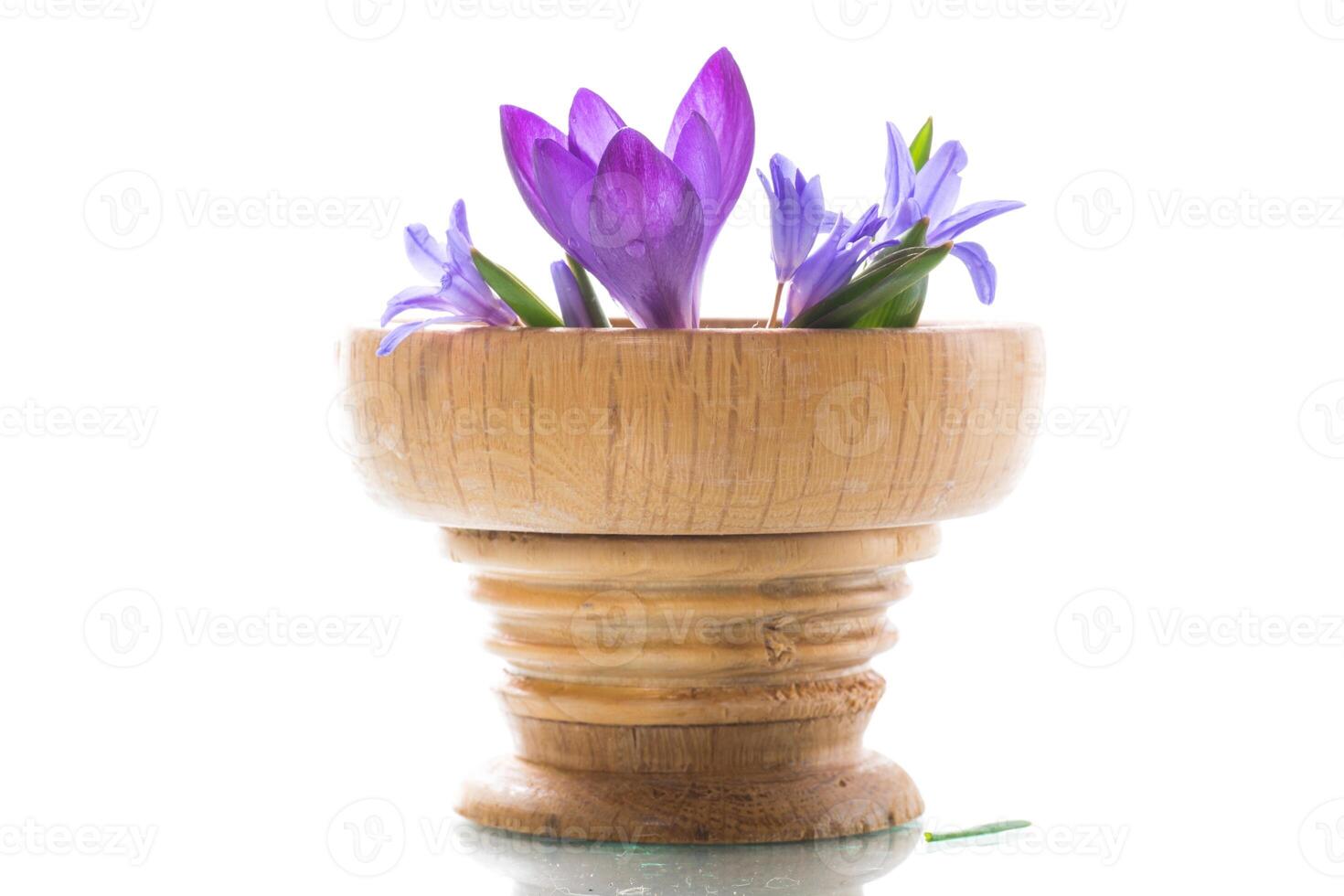 early spring purple flowers crocuses on white background photo