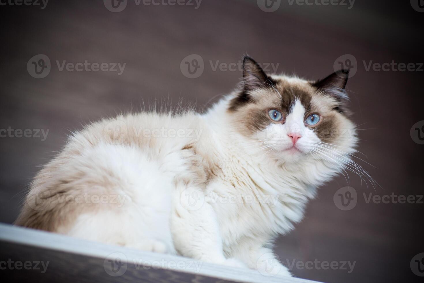 Young beautiful purebred Ragdoll cat at home photo