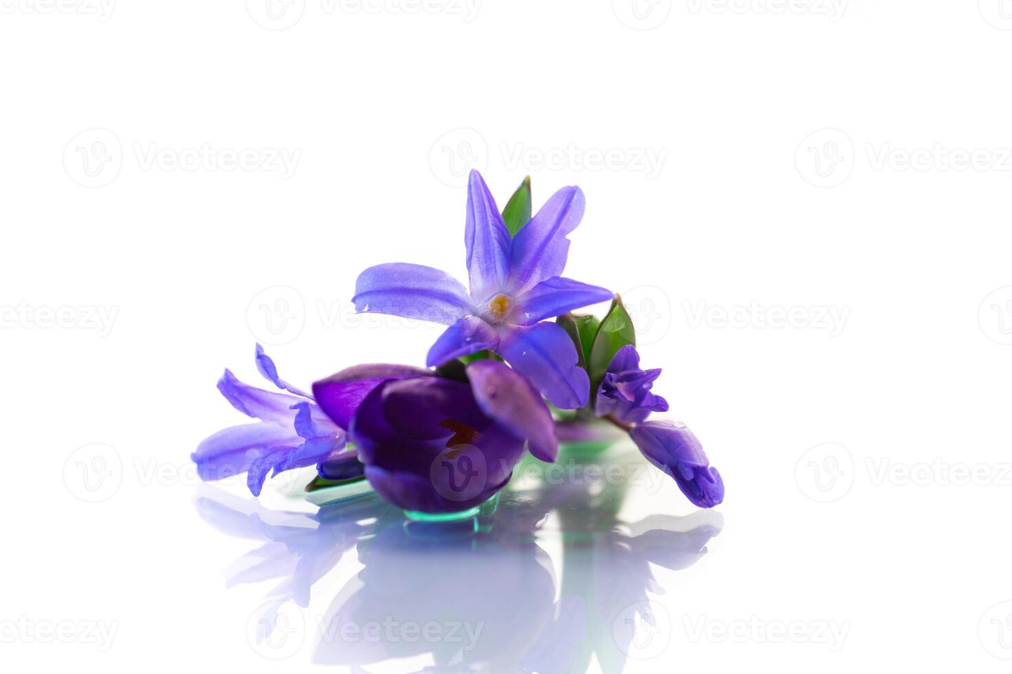 early spring purple flowers crocuses on white background photo