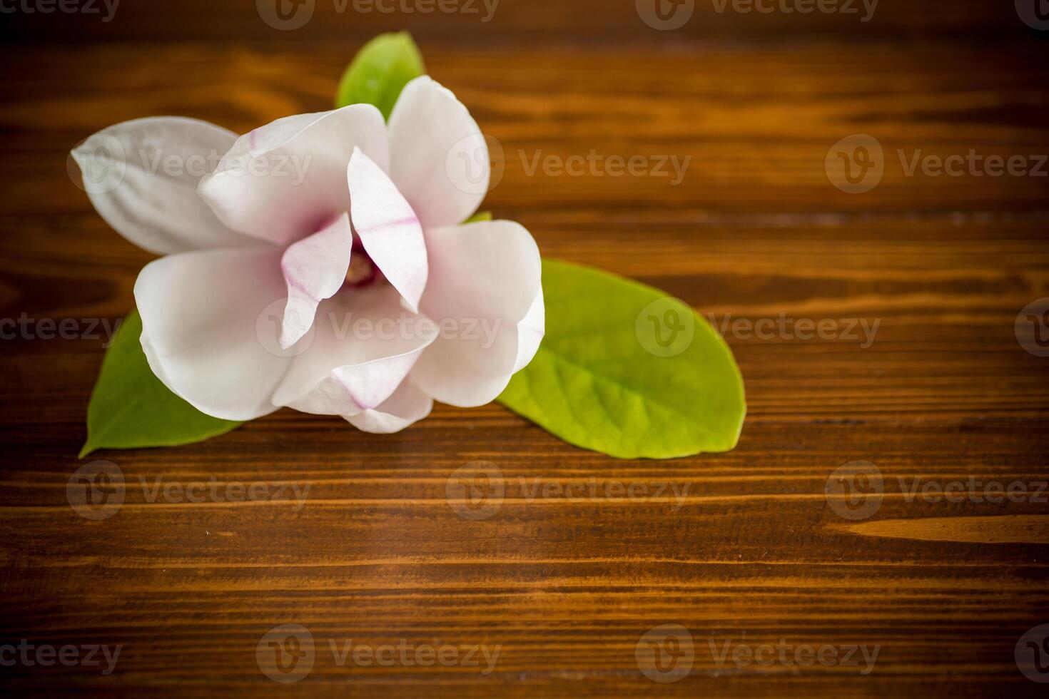 one pink flower on a branch of blooming magnolia on a wooden table photo