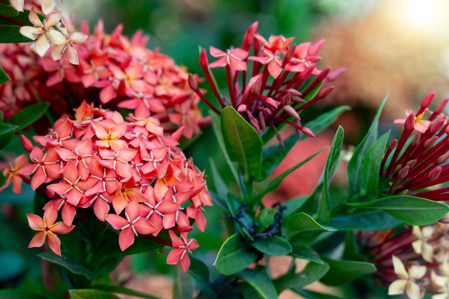 Red Ixora Flowers Blooming in The Garden. With green leaves and blurred light. photo