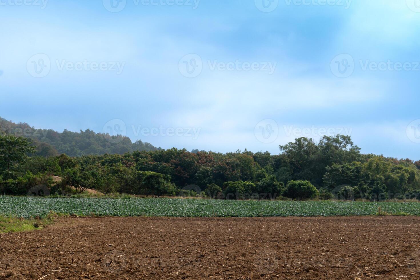 paisaje ver de zona preparado para plantando por arada el suelo. siguiente es un repollo parche. y naturaleza de bosque y colinas debajo azul cielo y blanco nubes foto