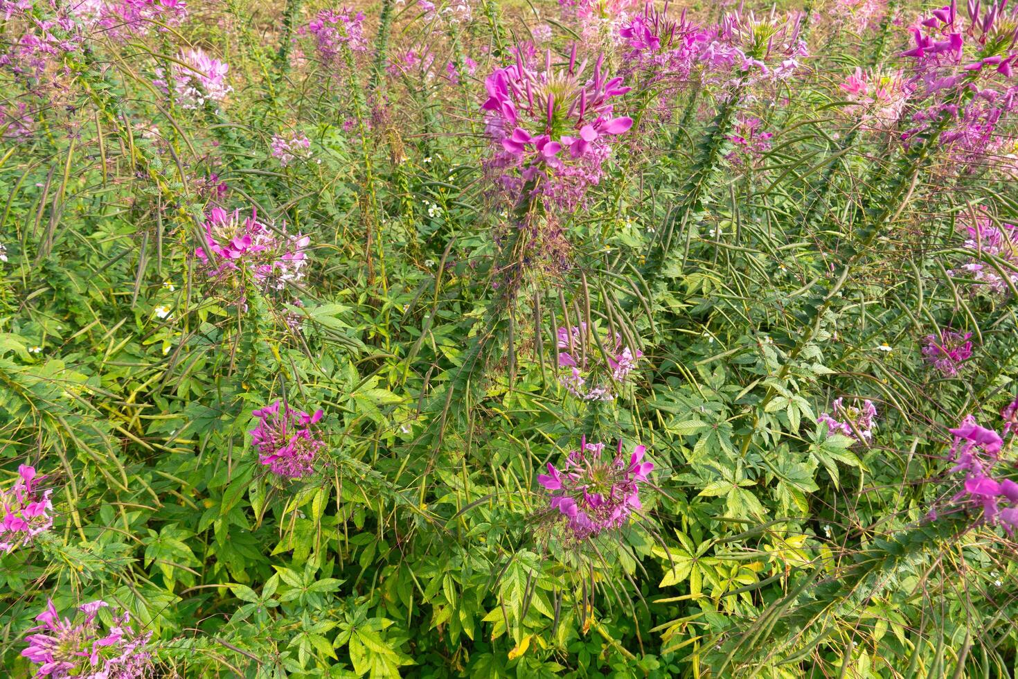 Spider Floser or Pak-Chian flowers bloomed on top of the branches in the flower garden. Flower pink color for nature background. photo