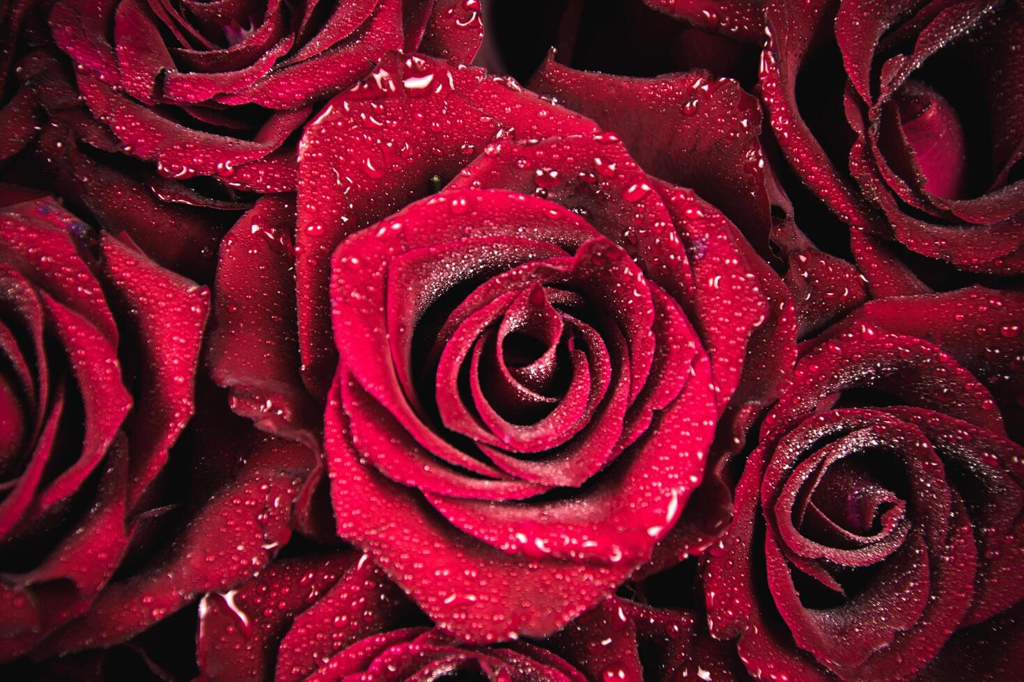 rojo rosas para san valentin día foto