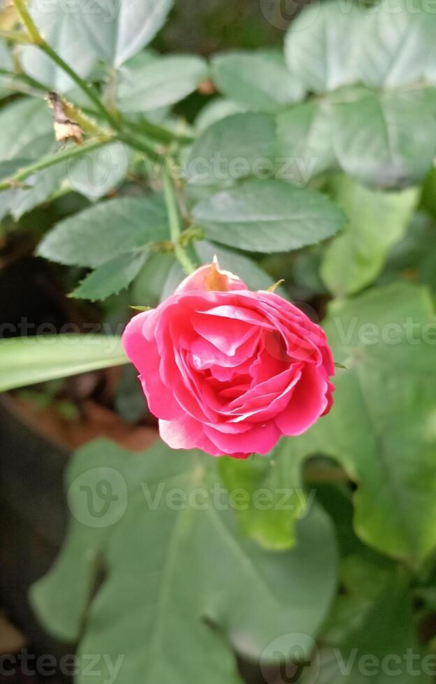 a red rose photo