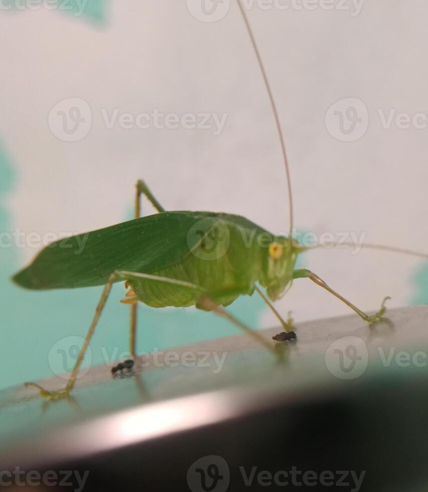 close view of green grasshopper photo