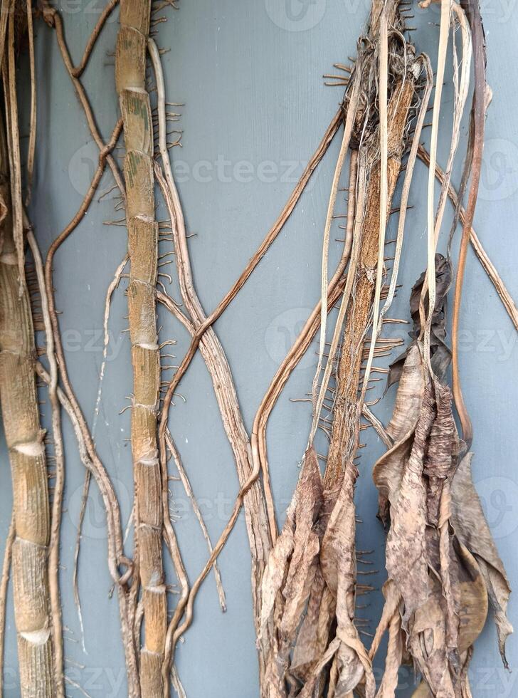 a plant on the wall. vertical flower photo