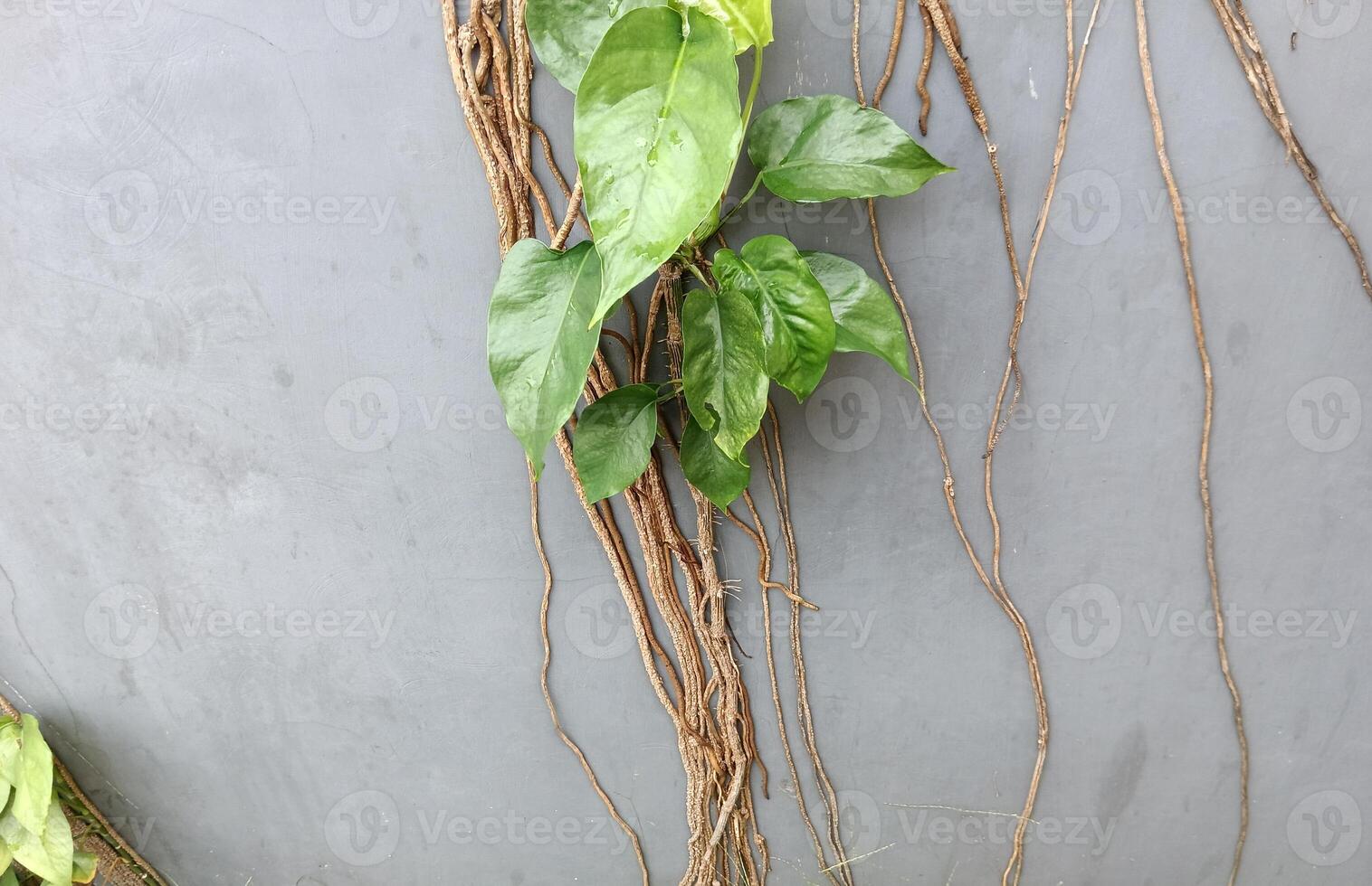 a plant on the wall. vertical flower photo