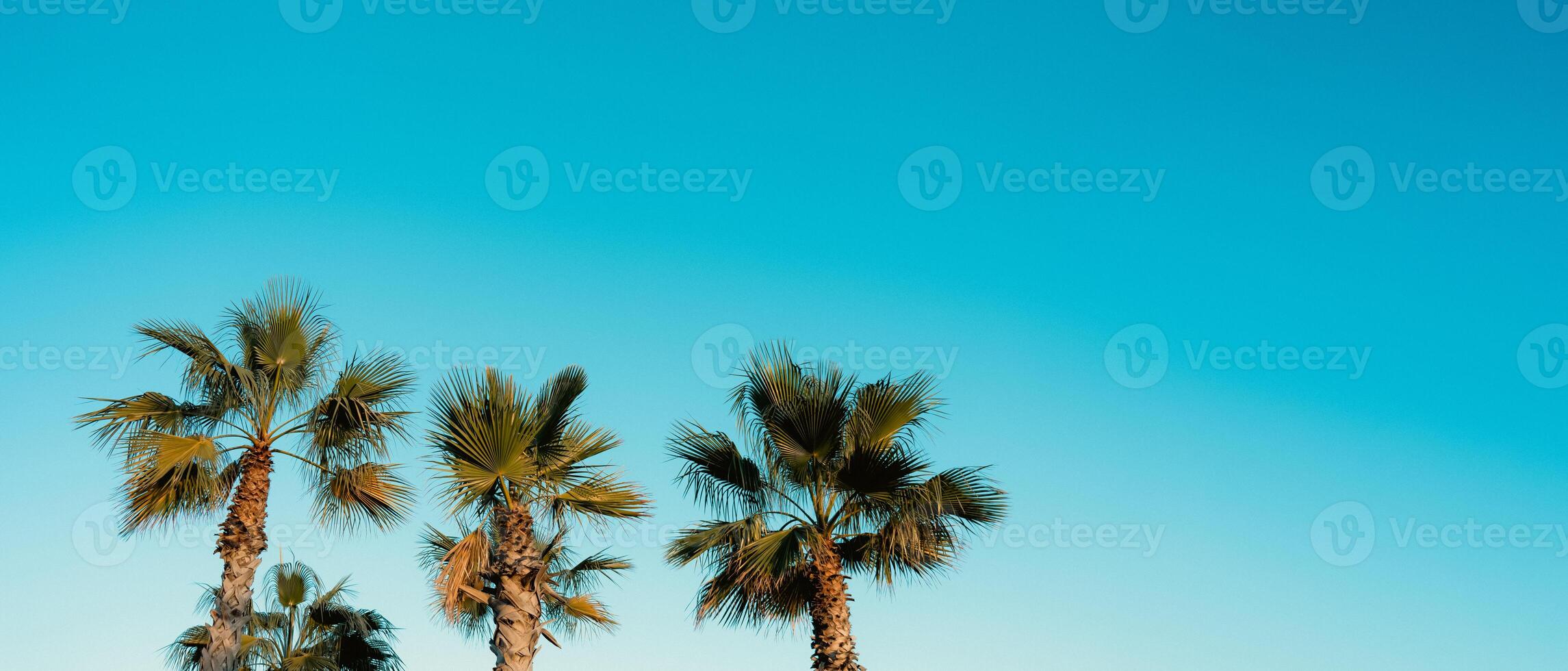 palma árbol en claro azul cielo en soleado día verano por el playa en España. tropical árbol con verde azul Clásico tono fondo,bandera natural con Copiar espacio para moda, viajes, vacaciones de verano en playa foto