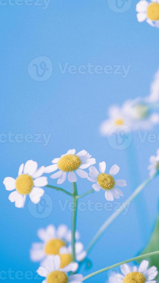 Blue texture background line simple - 88 photo