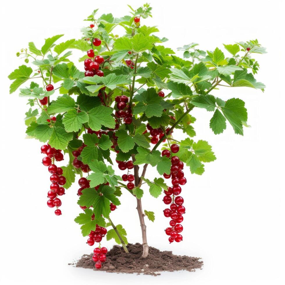 AI generated Beautiful currant bush isolated on white background photo