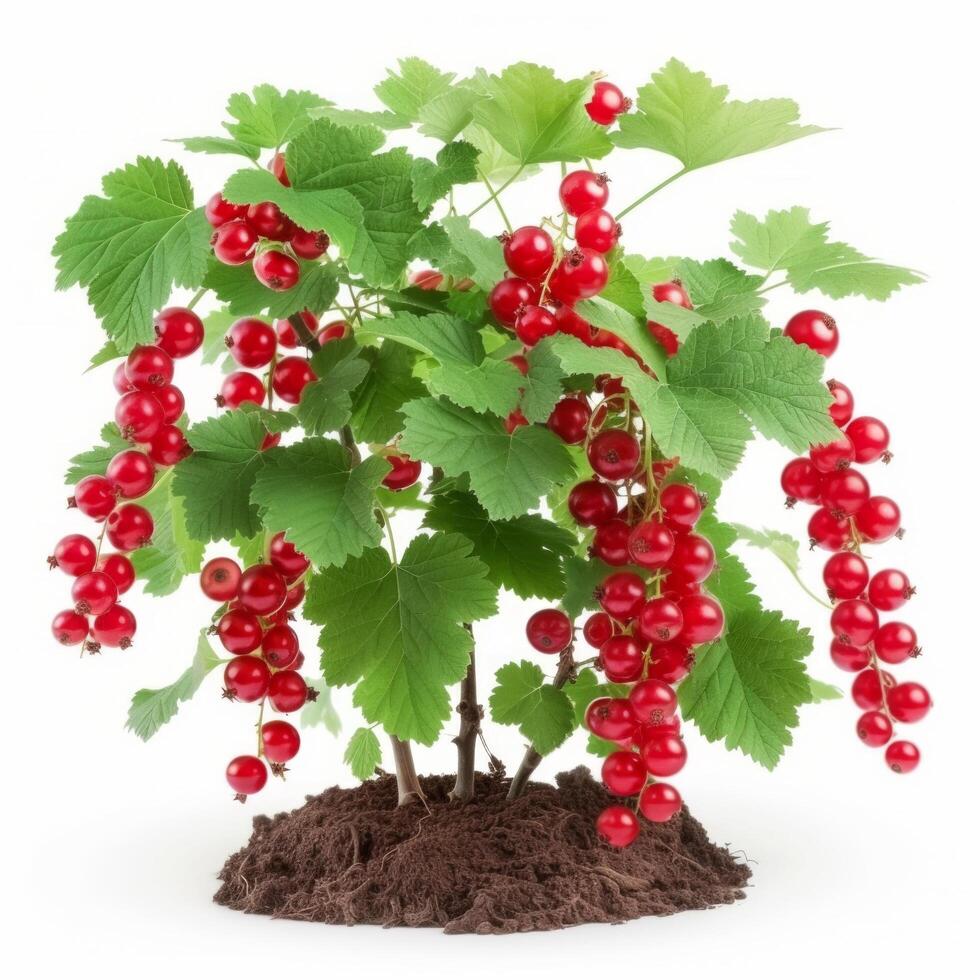 AI generated Beautiful currant bush isolated on white background photo