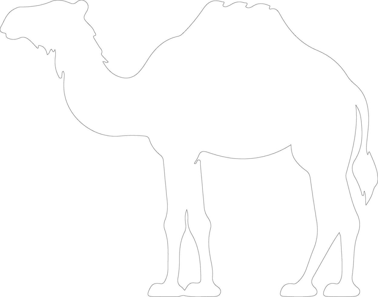 bactrian camel  outline silhouette vector