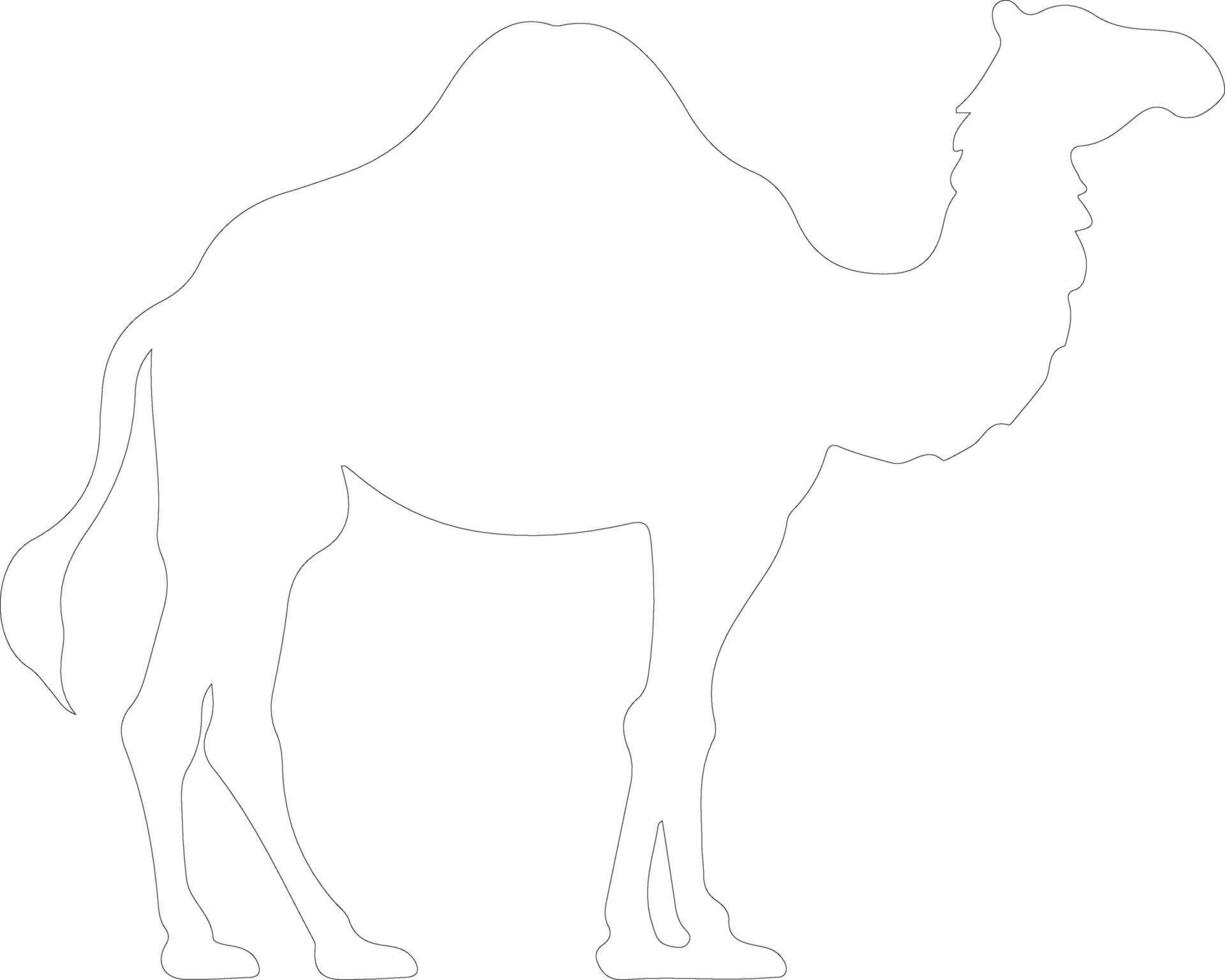 camello contorno silueta vector