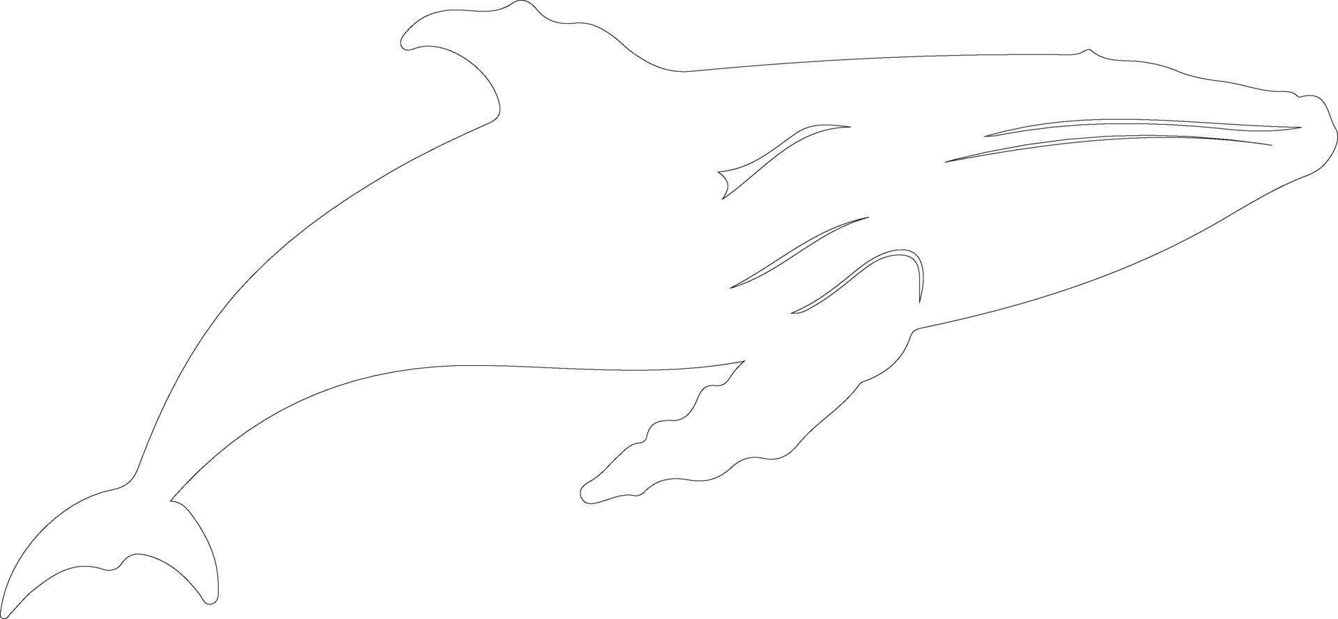 humpback whale  outline silhouette vector