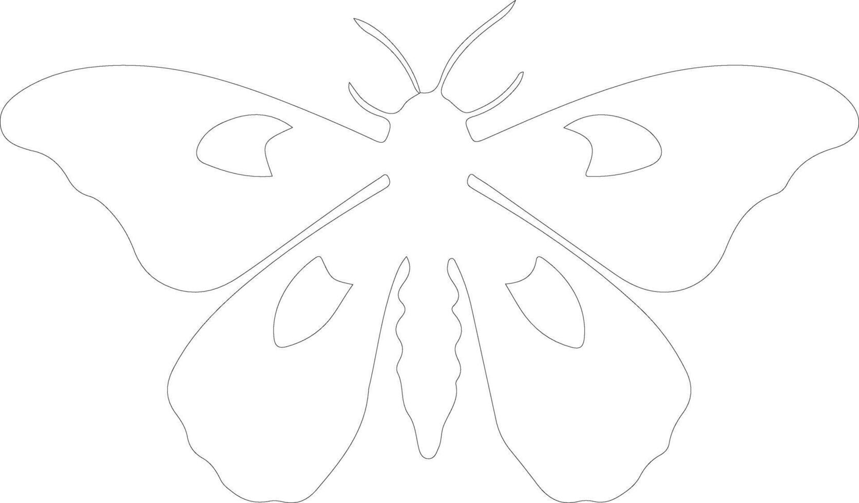 jumping bean moth  outline silhouette vector